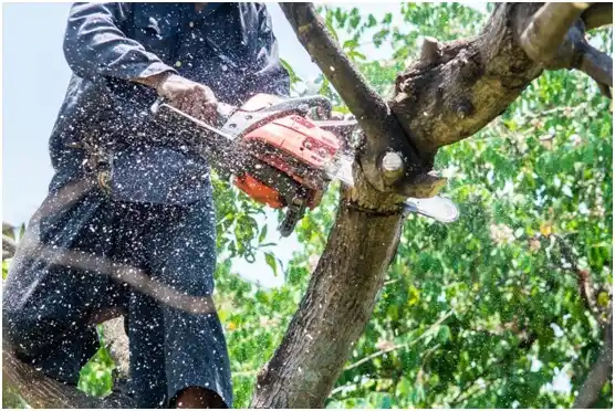 tree services Frankston